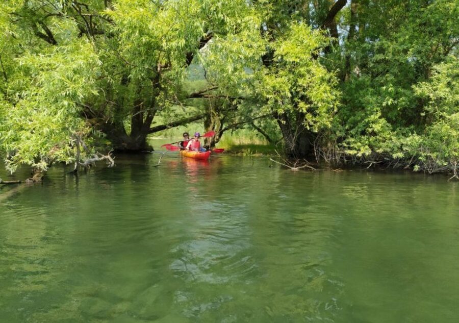 Adda River: Half day Kayak Trip - Gliding along wooded banks and watching water birds up close