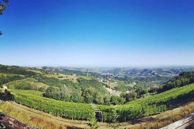 Barolo&Barbaresco Wine Experience with a Local Winemaker / Milano - Quick highlights you will care about