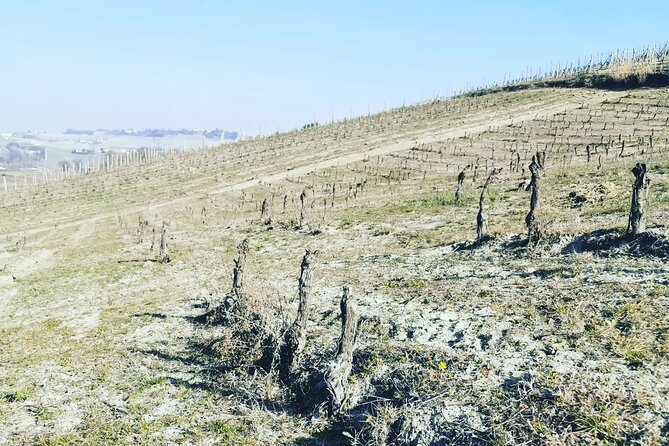 Barolo&Barbaresco Wine Experience with a Local Winemaker / Milano - The tasting lineup in Barolo and what to listen for