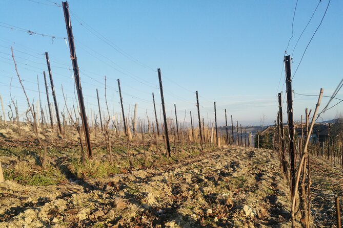 Barolo&Barbaresco Wine Experience with a Local Winemaker / Milano - Lunch in the Langhe: how the optional 40 euros works