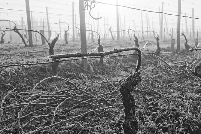 Barolo&Barbaresco Wine Experience with a Local Winemaker / Milano - Stop 2 in Barbaresco: wines, hill views, and a different Nebbiolo mood