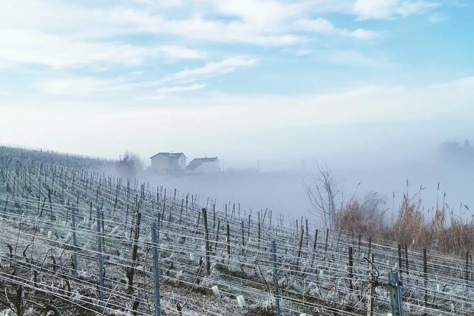 Barolo&Barbaresco Wine Experience with a Local Winemaker / Milano - La Morra and Castagnole Lanze: the photo stops that make the day click
