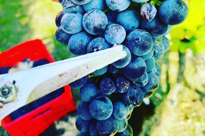 Barolo&Barbaresco Wine Experience with a Local Winemaker / Milano - Milan hotel pickup, ZTL realities, and your best morning plan