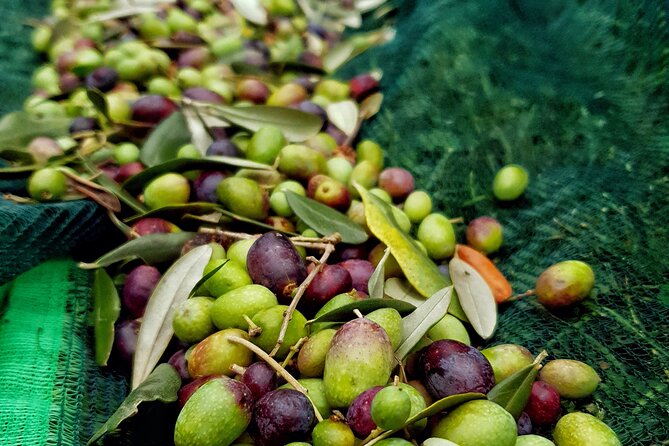 E.V.O. oil of Lake Como tasting+ food pairings - Key highlights you should know
