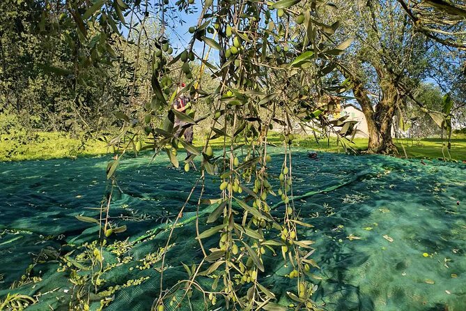 E.V.O. oil of Lake Como tasting+ food pairings - Who this tour fits best
