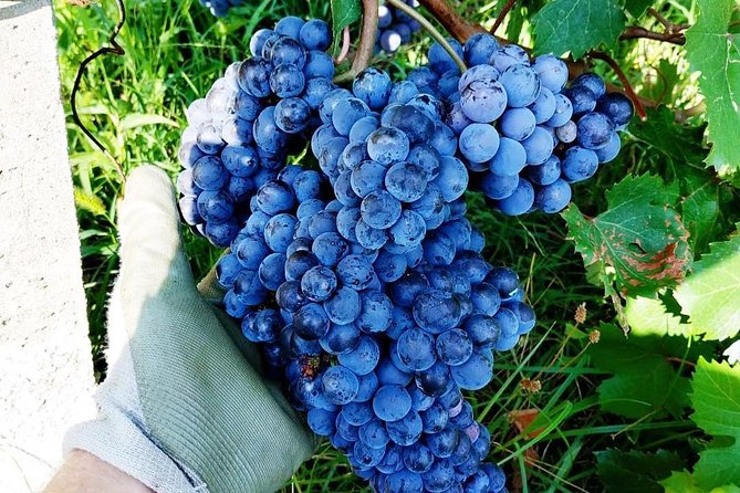 Family tasting - A little tasting - Vineyard Walk: Learning the Culture of Grapevine in the Ossola Valley