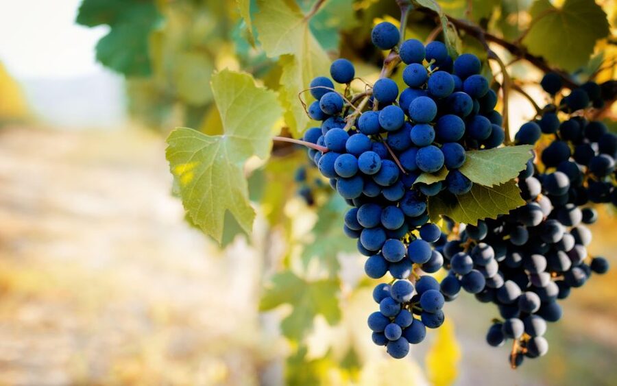 From Milan: Barolo Wine Tasting, Alba Tour and Castle Visit - The UNESCO hilltop castle: a viewpoint you can’t fake