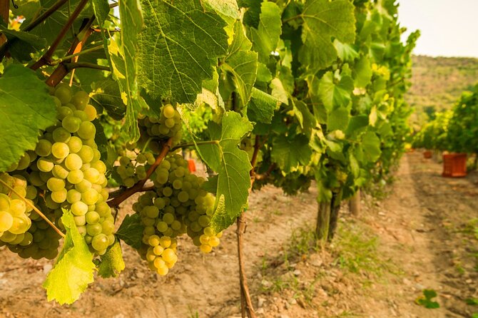 From Milan Full Day in Franciacorta 2 Wineries and Lunch - Lunch by Lake Iseo, 3 courses where you choose the menu