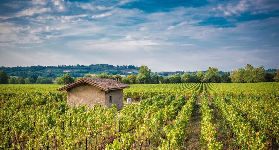 From Milan: Full Day in Franciacorta. 2 Wineries & Lunch - Franciacorta from Milan, the big idea