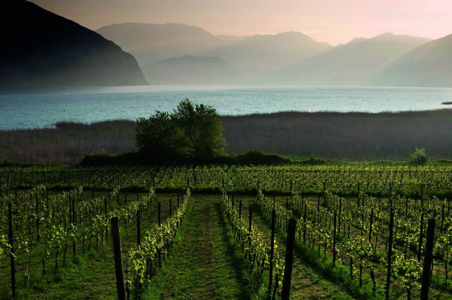 From Milan: Full Day in Franciacorta. 2 Wineries & Lunch - Lunch by Lake Iseo: what 75 minutes should feel like