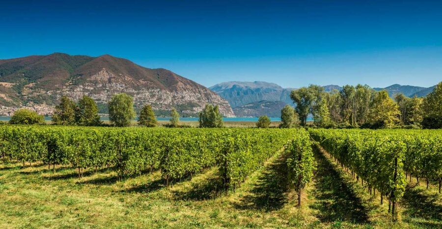 From Milan: Full Day in Franciacorta. 2 Wineries & Lunch - Who this trip is best for