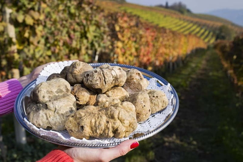 From Milan: Langhe Wine Region Day Trip with Barolo Tasting - Should you book the Langhe Wine Region Day Trip with Barolo Tasting?