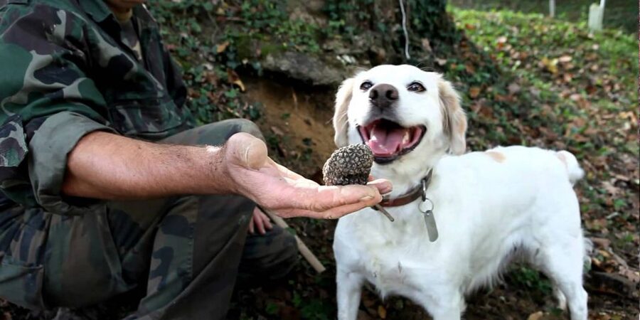 Full-Day Barbaresco Wine Tour with Truffle Hunting and Lunch - Should You Book This Barbaresco Truffle and Wine Day?
