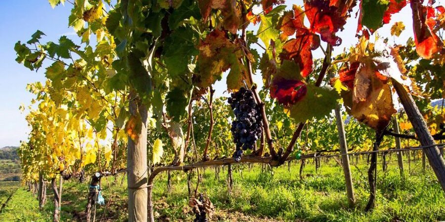 Full-Day Barbaresco Wine Tour with Truffle Hunting and Lunch - Truffle Snacks, Then a Three-Course Langhe Lunch With Wine Pairing