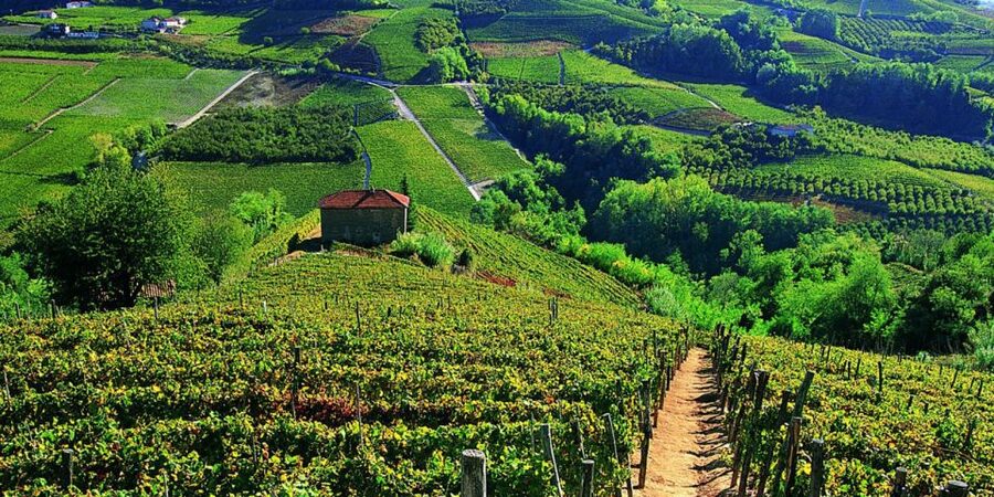 Full-Day Barbaresco Wine Tour with Truffle Hunting and Lunch - Inside a Barbaresco Winery: Historic Roots and DOCG Production
