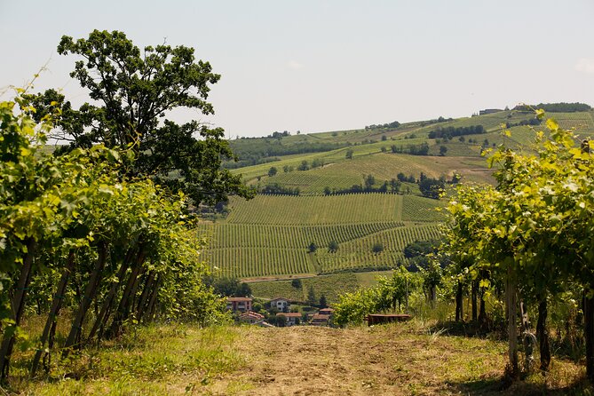 Guided tour of vineyards and winery with tasting 4 wines - Santa Maria della Versa, Oltrepò Pavese, and Why This Tour Works