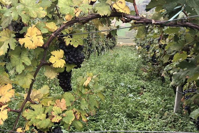 Lake Como & UNESCO Dry-stone Walls Vineyards - The Milan start: getting north without stress, plus mobile tickets