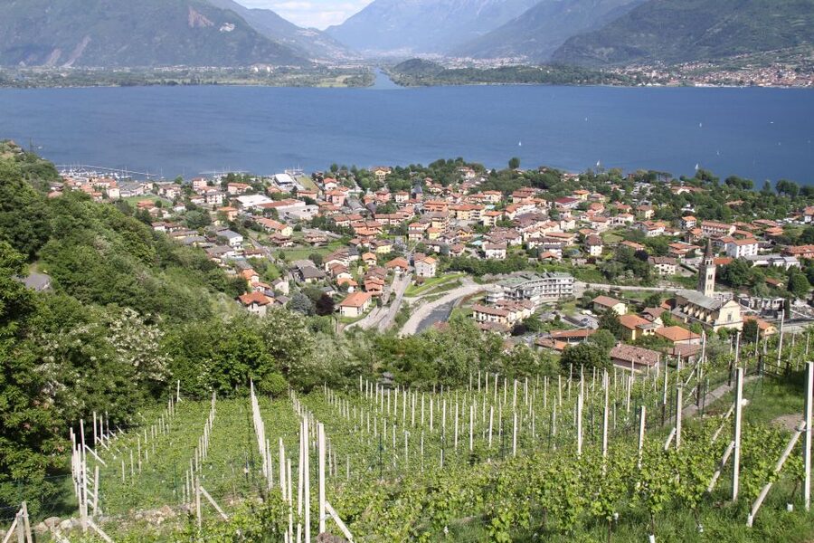 Lake Como: Winery Tour with Wine Tasting - Key highlights worth planning for