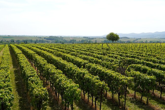 Lake Iseo & Franciacorta Winery. Scenic & Wine Tasting tour - Iseo town stroll and the promenade view of Monte Isola