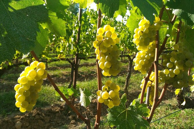 Lake Iseo & Franciacorta Winery. Scenic & Wine Tasting tour - Monte Isola: car-free time with villages and walkable views