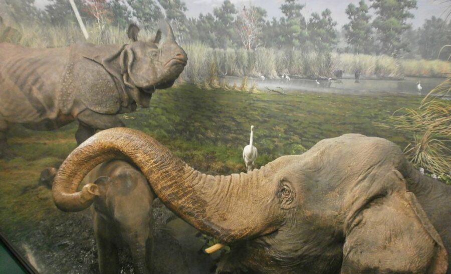 Milan: Natural History Museum Entry Ticket & Audio Guide - Should you book this Milan Natural History Museum audio ticket?