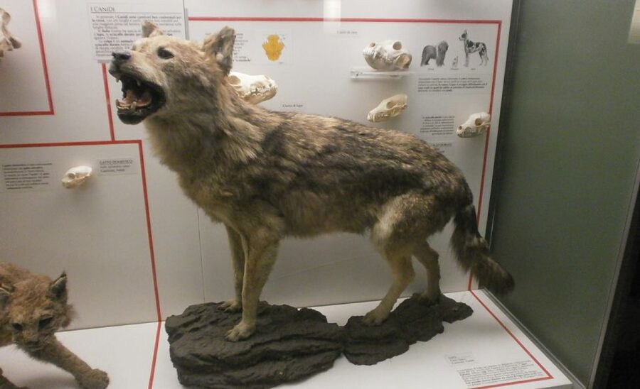 Milan: Natural History Museum Entry Ticket & Audio Guide - How the e-ticket and QR audio download work (no surprises)