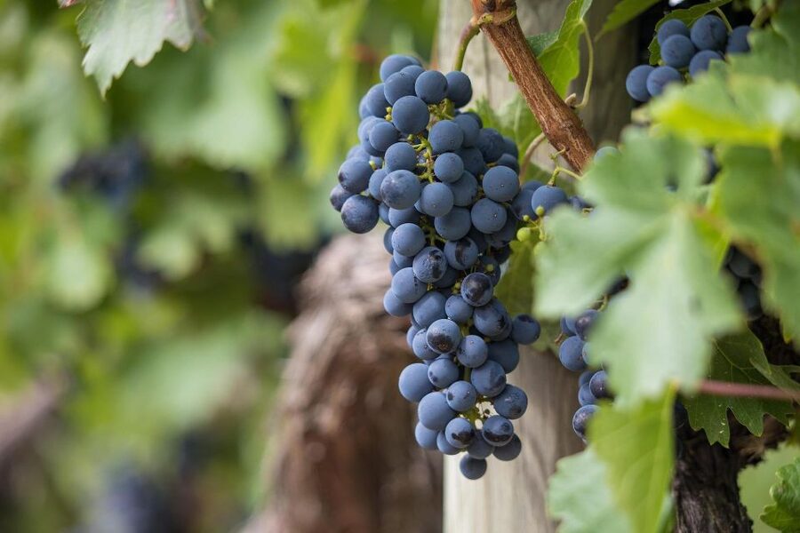 Milan: Wine Tasting with an Italian Sommelier - Grapes and fermentation: turning wine terms into flavor clues