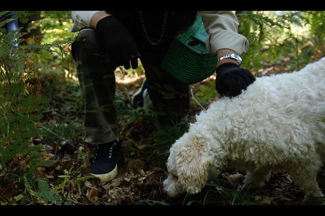 Mushroom or Truffle Hunting - Key highlights in plain English