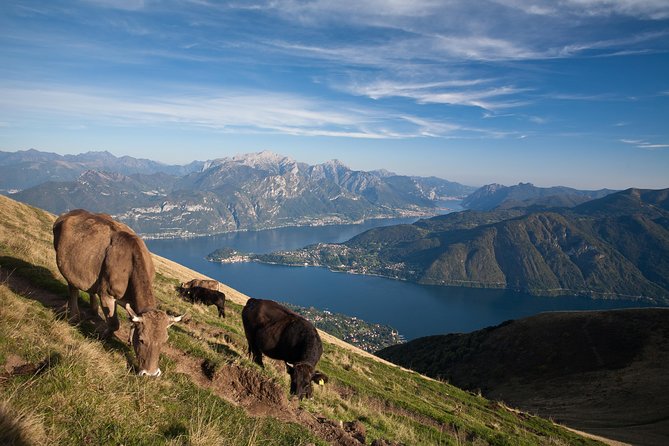 Mushroom or Truffle Hunting - Chef Luigi and local expertise you can actually use