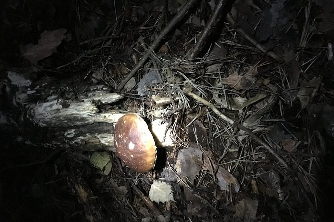 Private Hunting Of Truffle And Mushrooms With Chef Luigi Gandola In Bellagio - From harvest to dinner: truffle and mushroom dishes with Lombardy wine