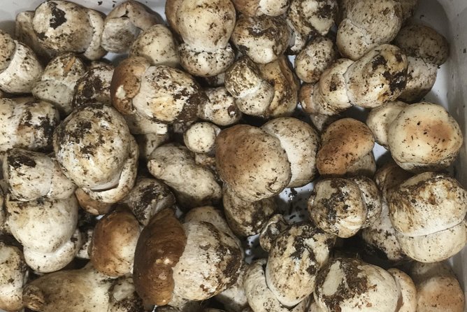 Private Hunting Of Truffle And Mushrooms With Chef Luigi Gandola In Bellagio - Dress code, pacing, and comfort considerations on this hunt and dinner