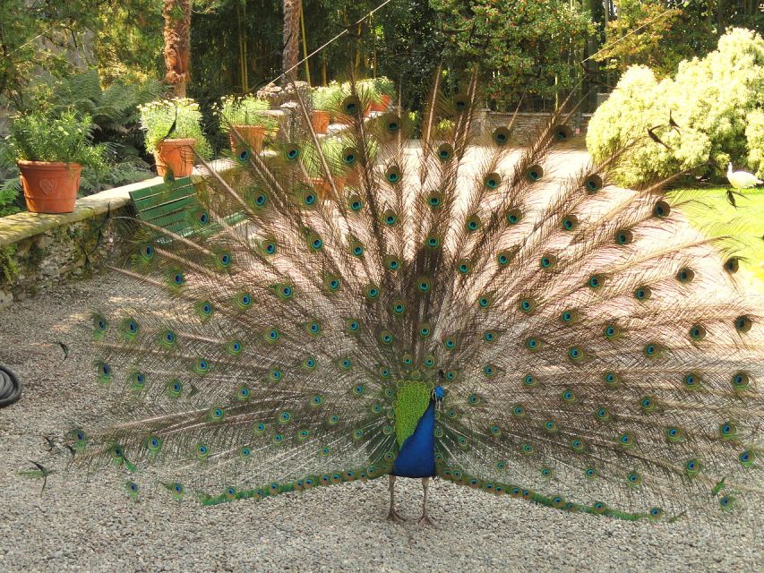 Stresa: Madre & Bella Borromean Islands Boat Trip - What the timing window really means for your day