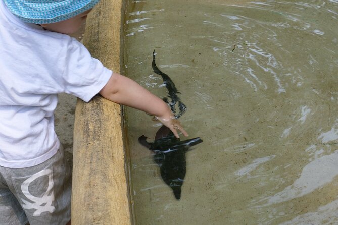 Ticket for Parco Ittico Paradiso at Zelo Buon Persico - Underwater observatories: the calm way to watch sturgeon, koi, and more