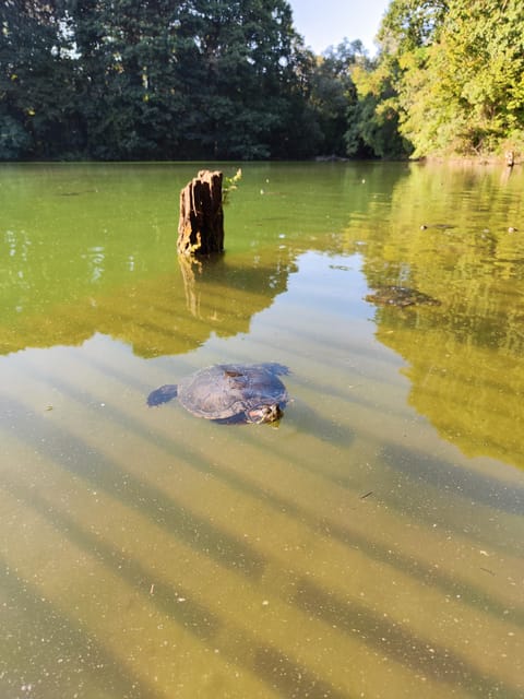 Trekking in the Wood with picnic on the turtles lake - Boscoincitta and the turtles lake, a calm break from Milan