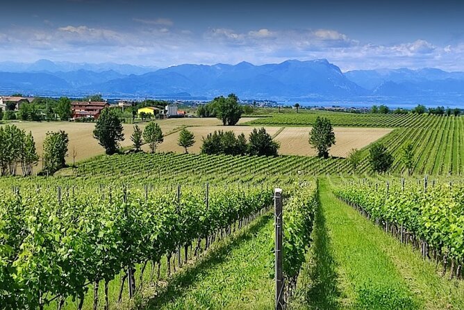 Vineyard Tour and Tasting of Lugana Wines - Key Highlights to Know Before You Go