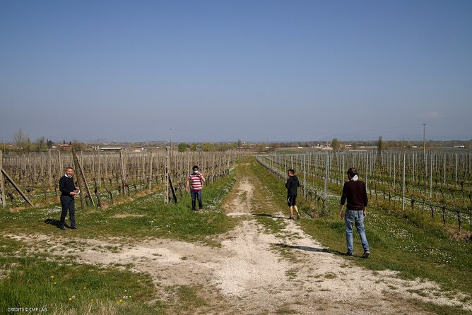 Vineyard Tour and Tasting of Lugana Wines - What You Will Taste: Four Lugana Wines Plus a DOC Red
