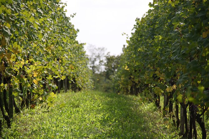 Visit and tasting of 3 D.O.C.wines Fontechiara - Key highlights you will care about
