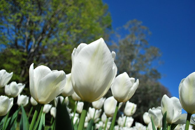 Walking tour with a private tour guide in the botanical gardens of Villa Taranto - Key highlights to know before you go